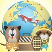 Dicas e regras para o transporte de animais de estimação em voos