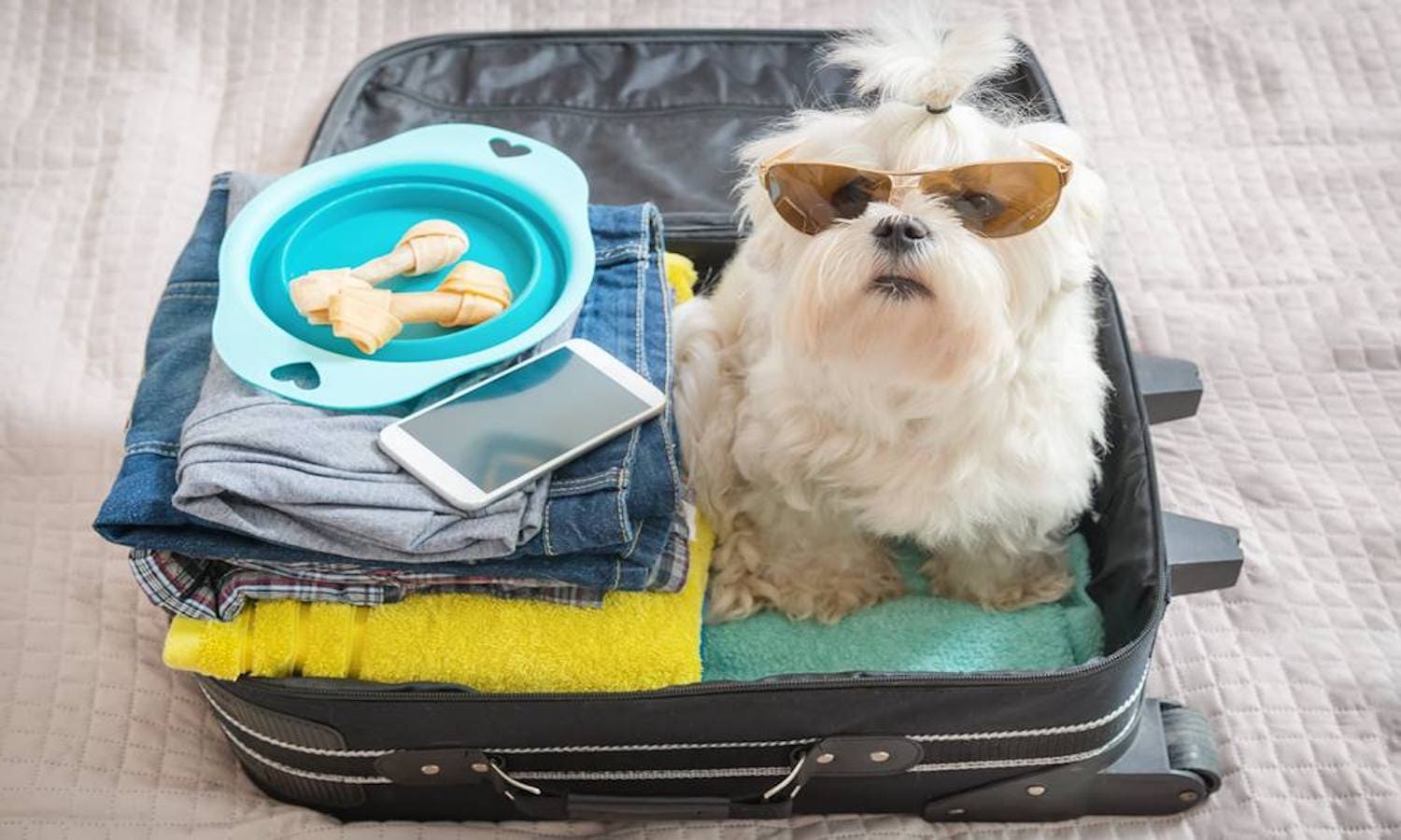 Regras Para Viajar Com Animais de Estimação