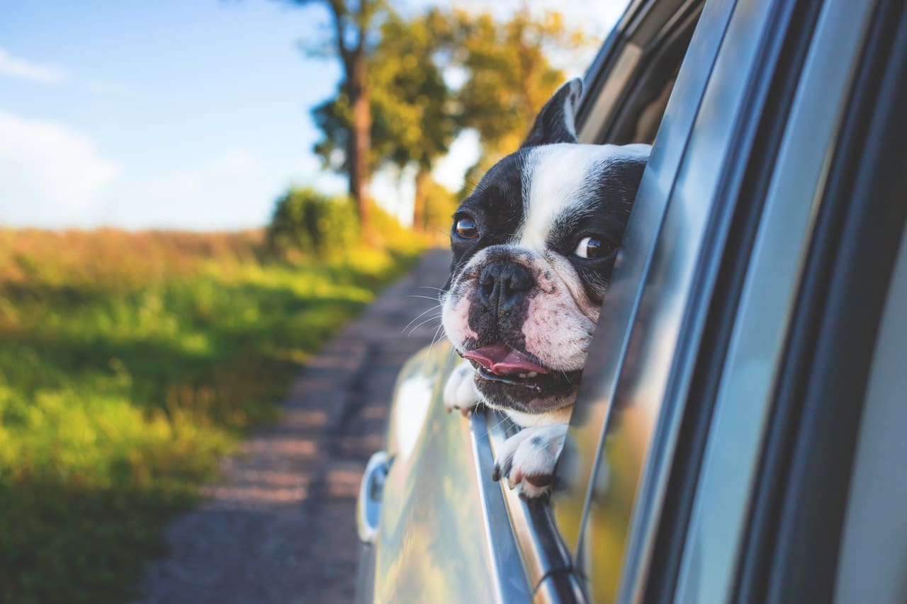 Viagem de Carro Com Pets: Como Proceder
